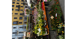 6 OTTOBRE 2024 / FIORI SUI NAVIGLI A MILANO  