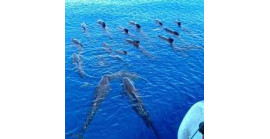 6 LUGLIO 2024 - WHALEWATCHING NEL MEDITTERANEO  - GENOVA