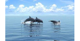 6 LUGLIO 2024 - ACQUARIO DI GENOVA E  WHALEWATCHING NEL MEDITTERANEO