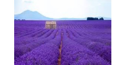 27-30 GIUGNO 2024 - I SENTIERI DELLA LAVANDA