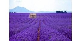 27-30 GIUGNO 2024 - I SENTIERI DELLA LAVANDA