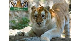 12 MAGGIO 2024 / PARCO FAUNISTICO LE CORNELLE (BG) 