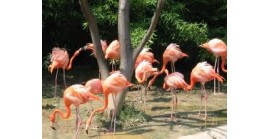 12 MAGGIO 2024 / PARCO FAUNISTICO LE CORNELLE (BG) 